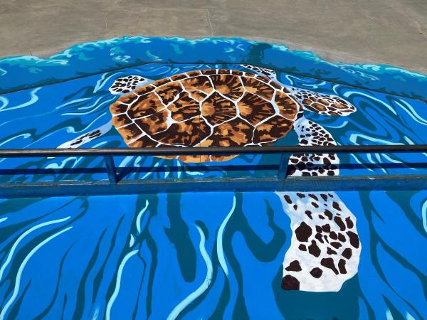 turtle ramp