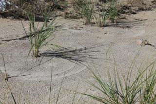Dune grass 