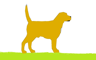 Dog License