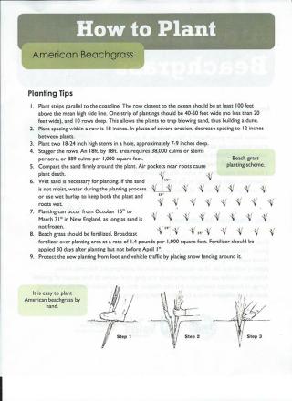 dunegrass planting guide